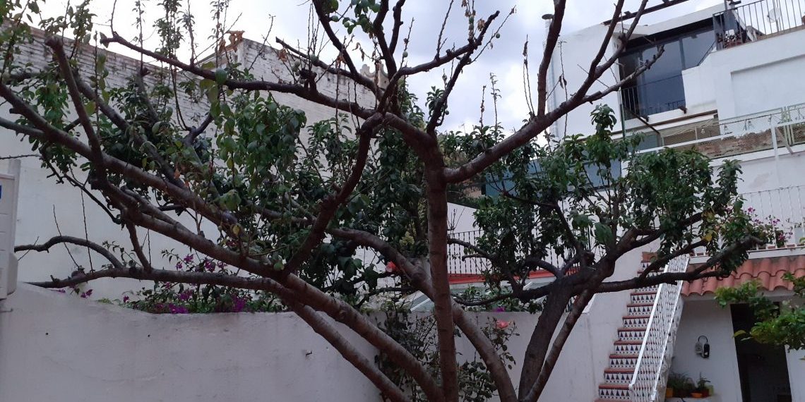 Prunera del badiu Vera Oliveras. Foto: Quicu Vera Oliveras.