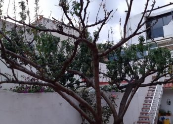 Prunera del badiu Vera Oliveras. Foto: Quicu Vera Oliveras.