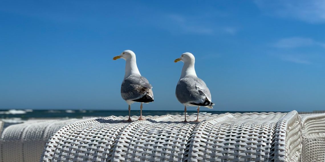 cf badalona i seagull