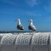 cf badalona i seagull