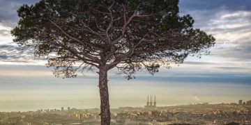 A propòsit dels boscos